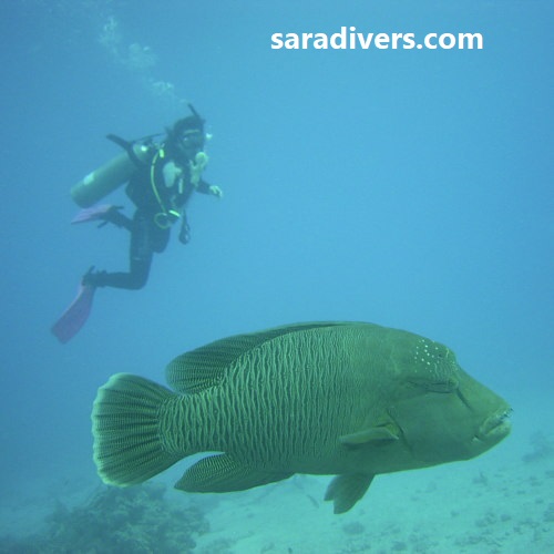 AdvancedOpenWaterCourse