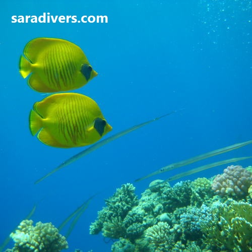 EmergencyFirstResponseKurs