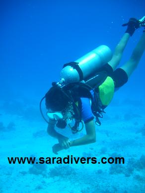 チェックダイブ