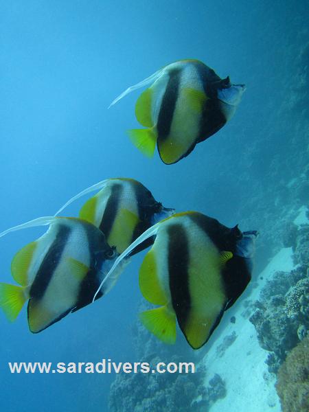 シュノーケリング